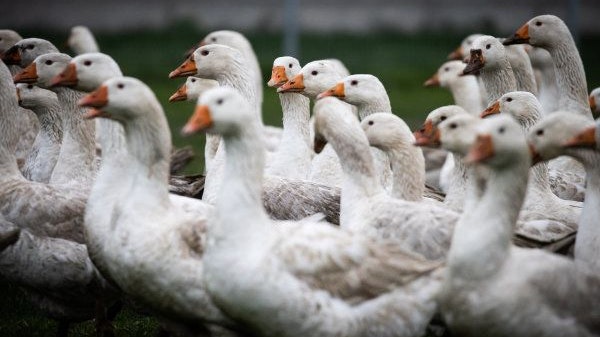Um Nutzgeflügel vor der Vogelgrippe zu schützen, sollen die Tiere möglichst schnell in den Stall, schreibt die Behörde. Symbolfoto: dpa