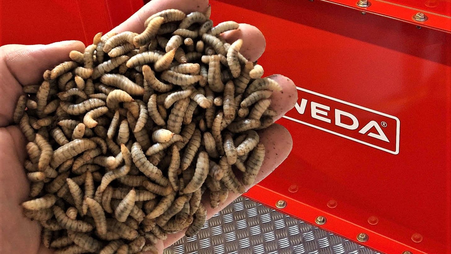 In Europas größter Insektenzuchtanlage werden Maden der Soldatenfliege produziert.&nbsp; Foto: Weda