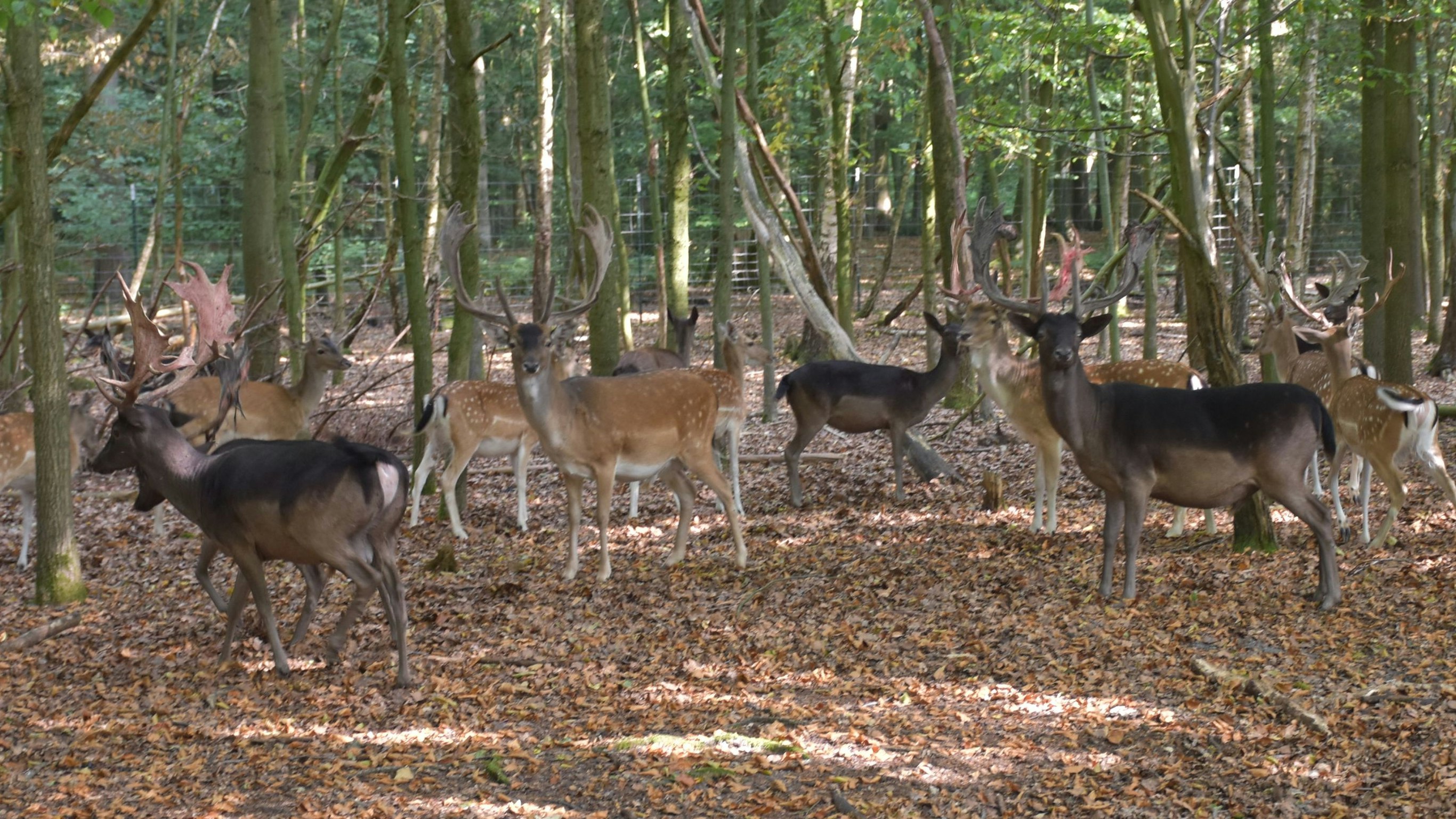 Sie gehören zum Wildpark wie das Kloster zum Burgwald: Rund 70 bis 80 Damhirsche leben im Tiergehege. Foto: Böckmann