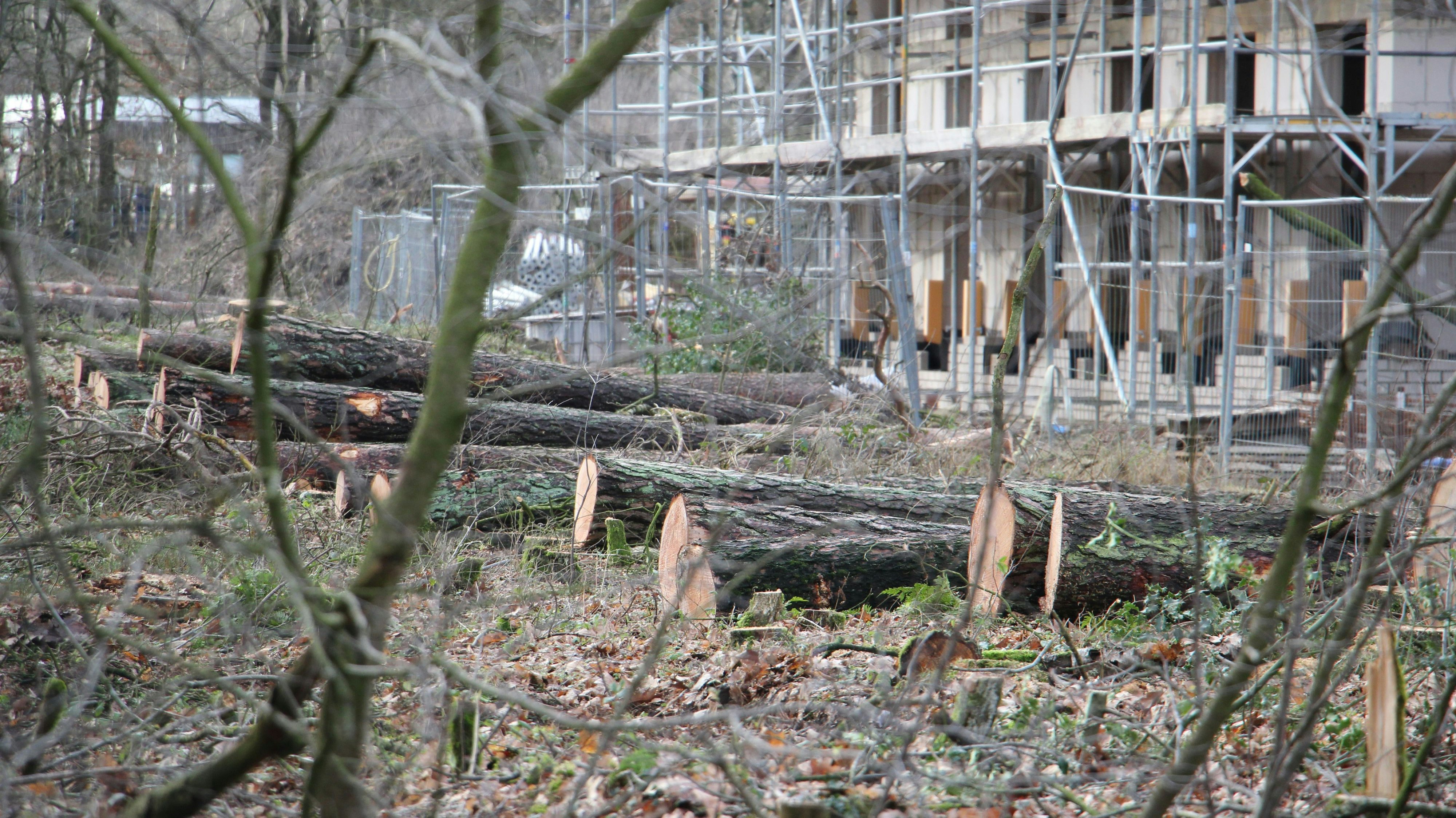 Auf dem Gelände an der Diepholzer Straße liegen etliche Baumstämme. Der Bauherr der Studentenwohnanlage hat einen etwa 15 Meter breiten Streifen des Waldes dem Erdboden gleichgemacht. Foto: Speckmann