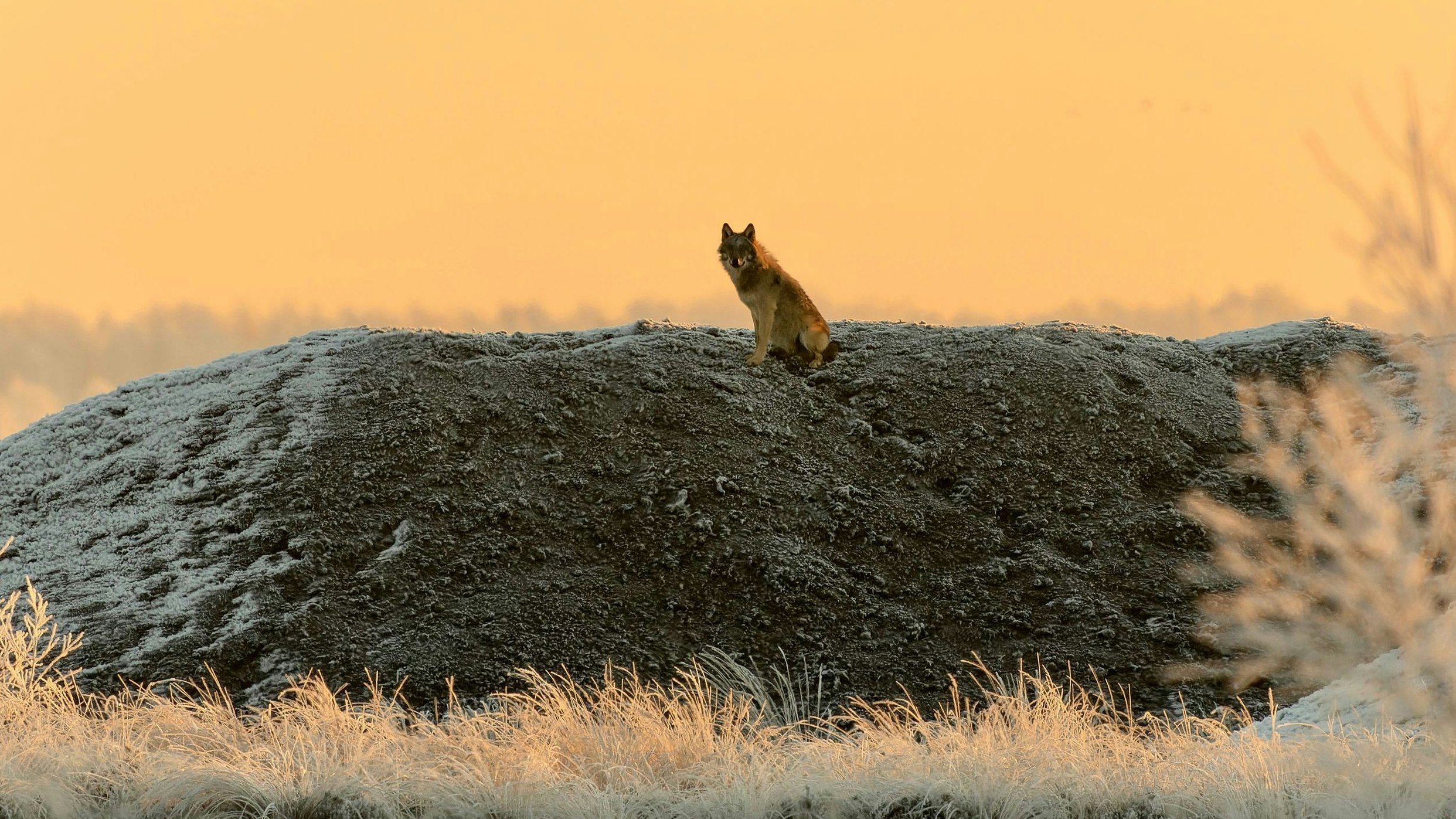 Wolf im Goldenstedter/ Barnstorfer Moor. Ein Welpe sitzt bei Sonnenaufgang im Dezember auf einer Torfmiete. Foto: H. Bente