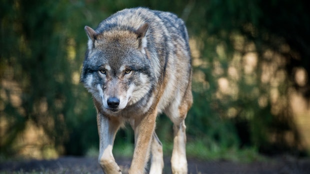 Umweltministerium: Keine Möglichkeit für Abschuss von Wölfen