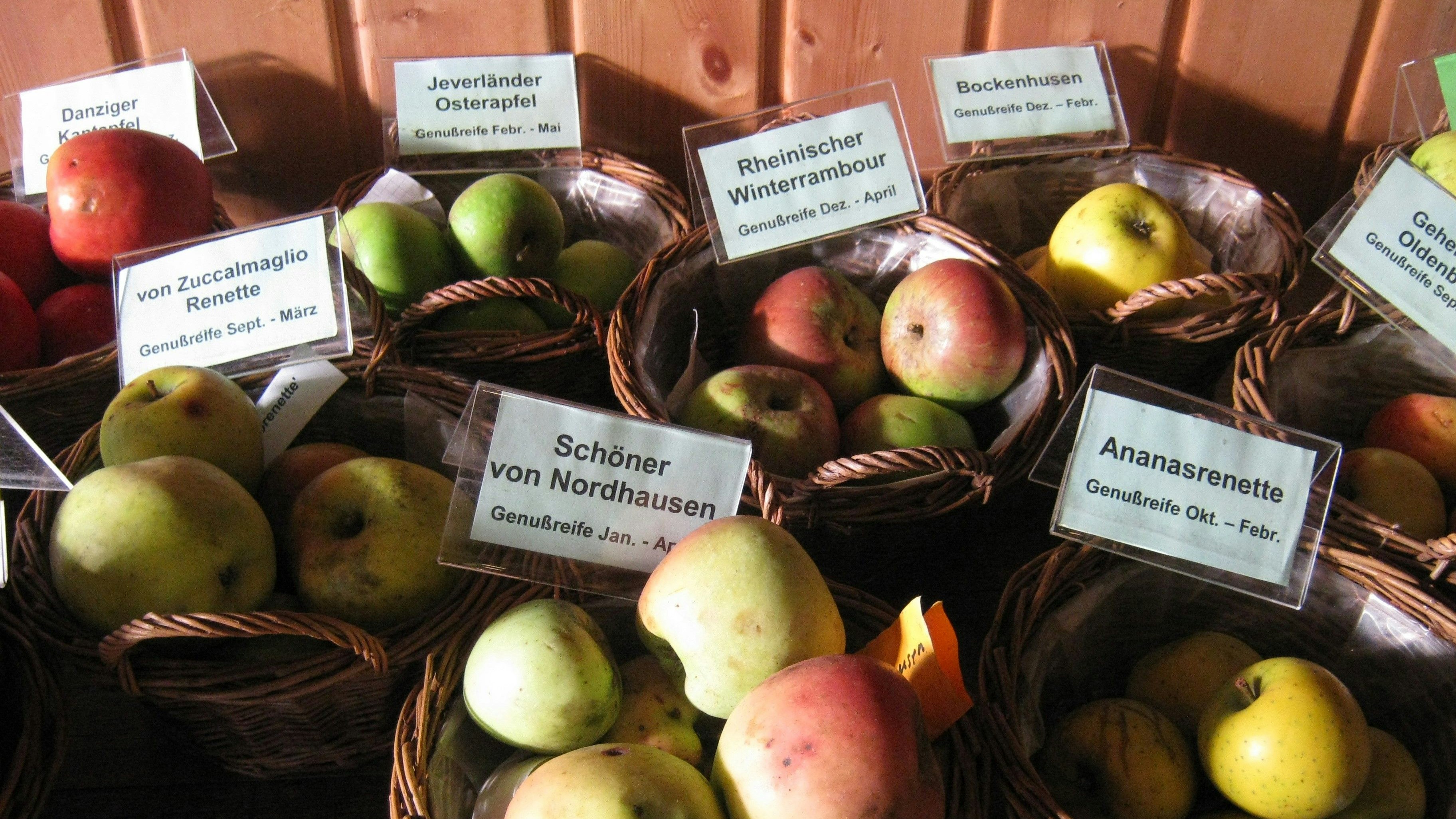 Es gibt zahlreiche Apfelsorten in Deutschland. Wer nicht weiß, welche im heimischen Garten wächst, kann das am Sonntag beim Apfeltag herausfinden.&nbsp; &nbsp;Foto: NIZ Goldenstedt