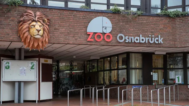 Im Osnabrücker Zoo hat am Sonntag ein Löwe eine Pflegerin angegriffen. Foto: dpa